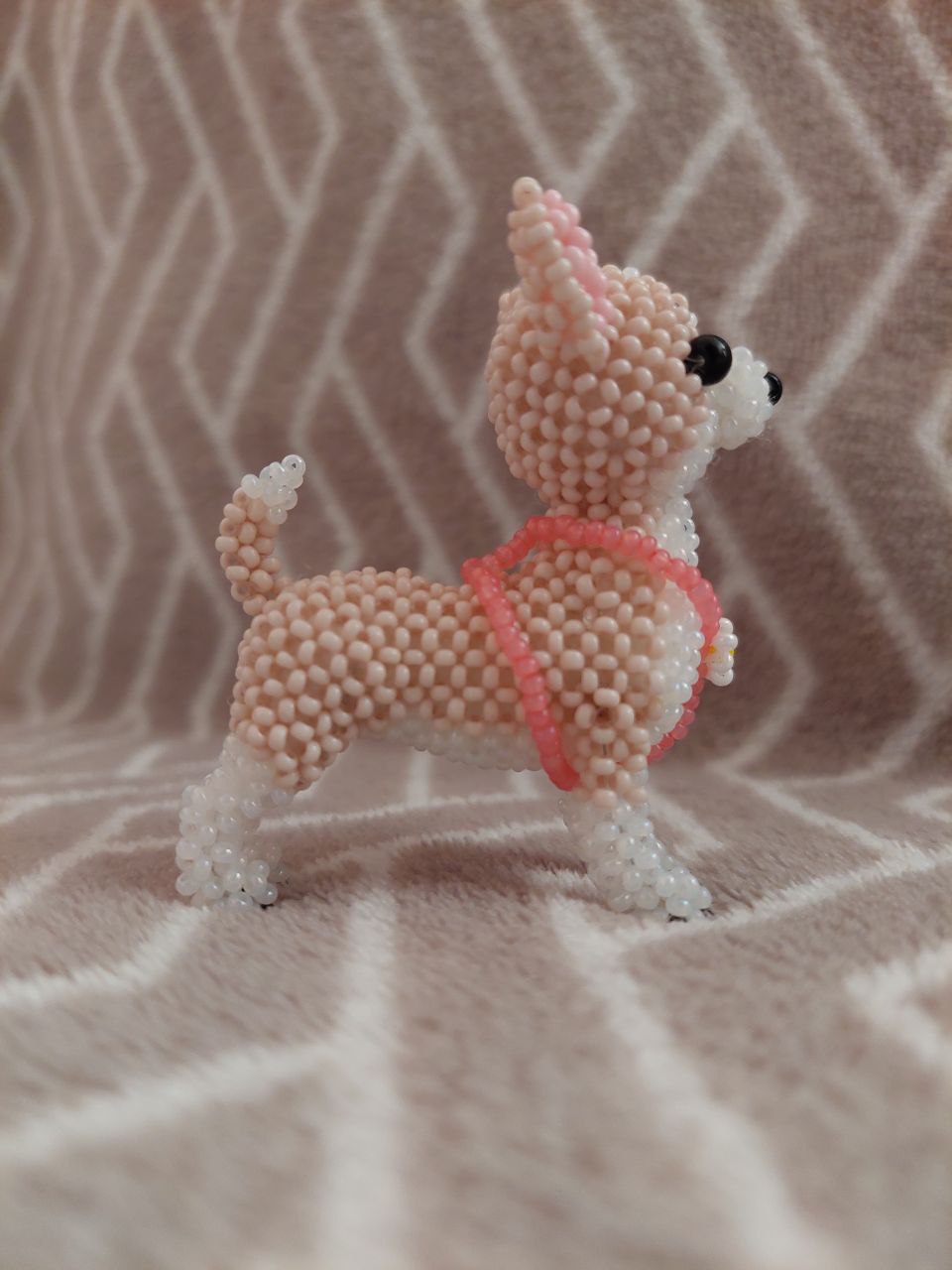 Чихуахуа 🐶