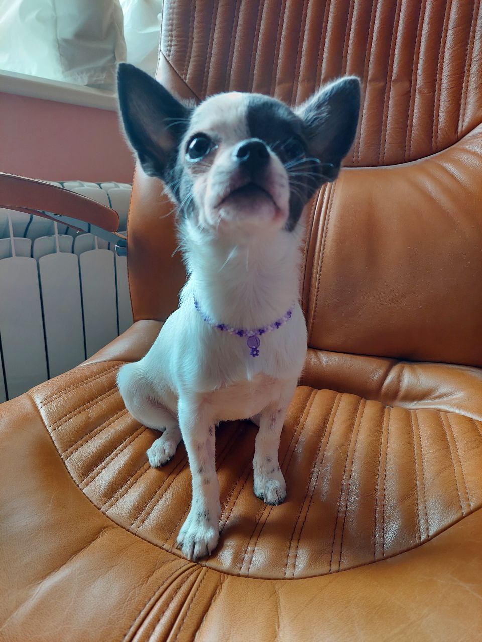 Прикраса на шию для собачки 🐕💜 - Зображення 3
