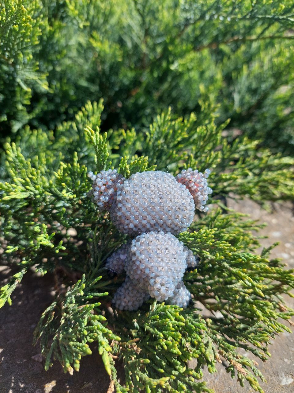 Коала 🐨😍 - Зображення 3